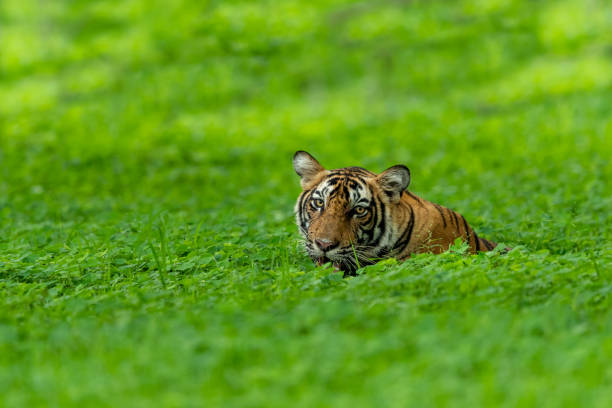 wild tiger on a rainy day in natural green forest during monsoon season safari at ranthambore national park or tiger reserve rajasthan india