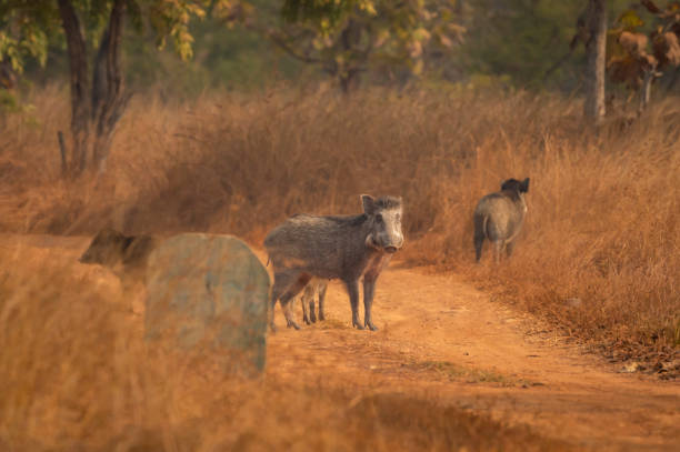 Indian boar or Andamanese or Moupin pig or wild boar Sus scrofa cristatus a dangerous animal on forest track or road at panna national park forest tiger reserve madhya pradesh india asia