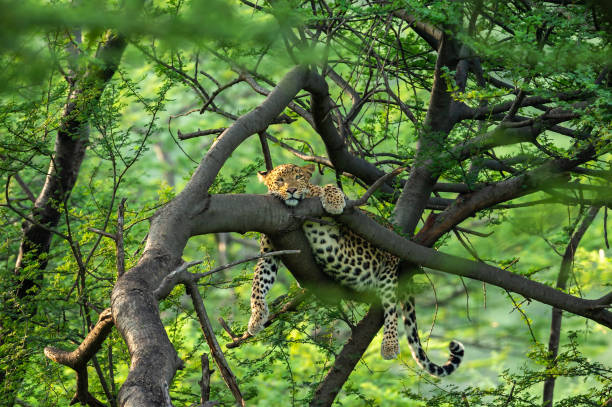 wild female leopard or panther resting on tree trunk or branch with eye contact in natural monsoon green background at forest or central india - panthera pardus fusca